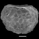 image of Blechnidium melanopus