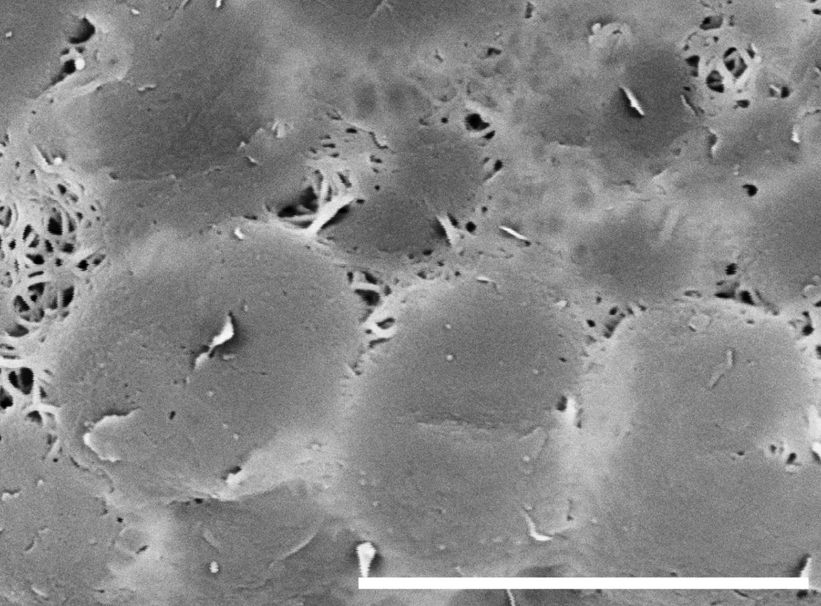 Blechnaceae Blechnidium melanopus