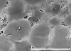 image of Blechnidium melanopus