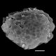 image of Blechnidium melanopus