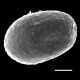image of Campyloneurum ensifolium