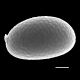 image of Campyloneurum ensifolium