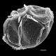 image of Pentarhizidium orientale