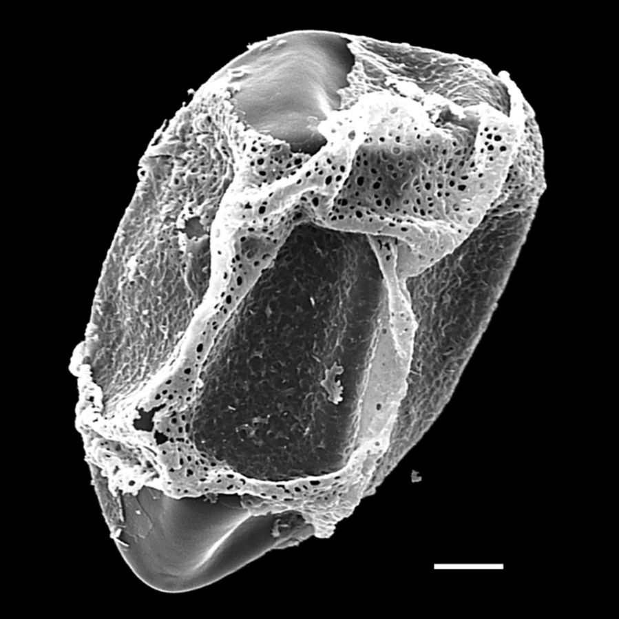 Onocleaceae Pentarhizidium orientale