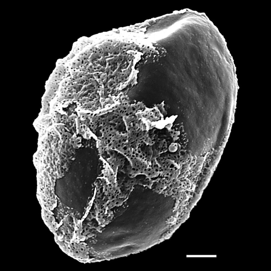 Onocleaceae Pentarhizidium orientale
