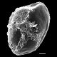 image of Pentarhizidium orientale