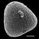 image of Saccoloma brasiliense