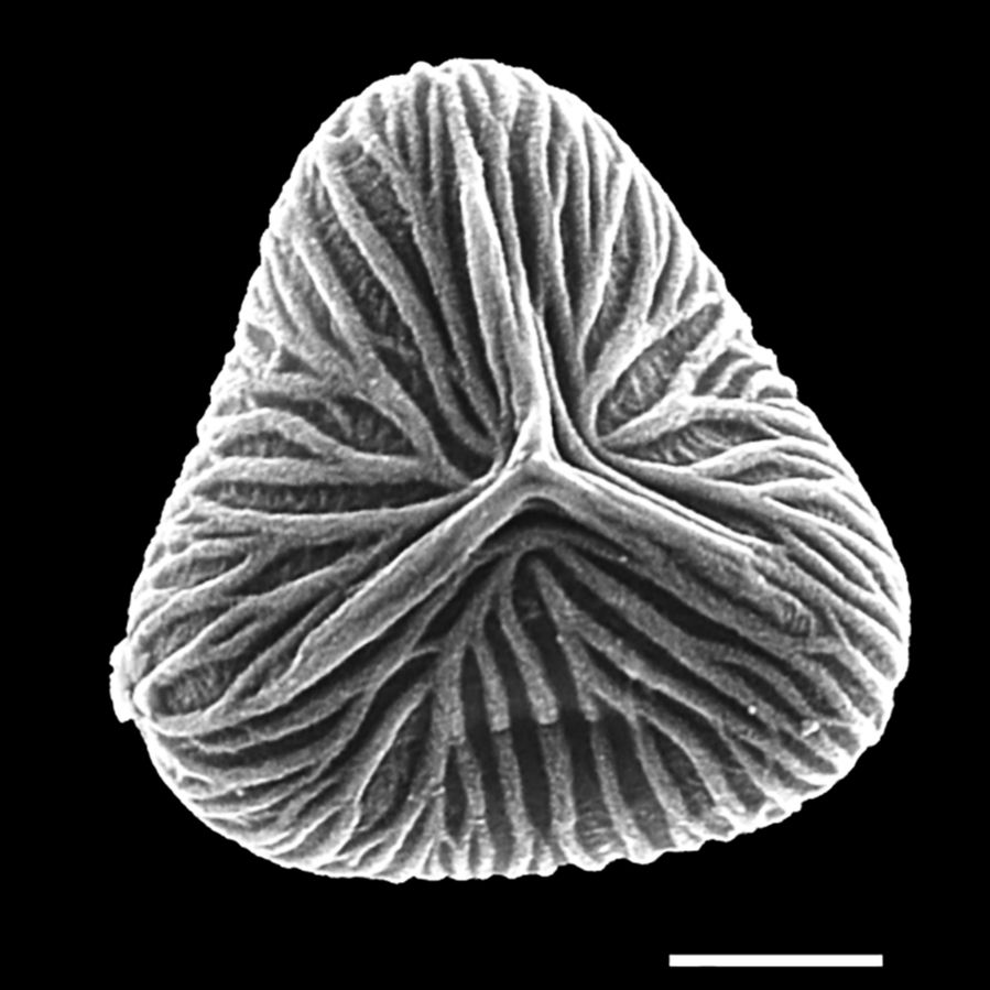 Saccolomataceae Saccoloma chartaceum