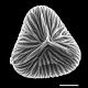 image of Saccoloma chartaceum