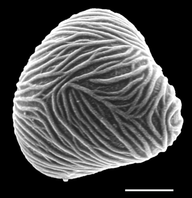 Saccolomataceae Saccoloma chartaceum