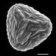 image of Saccoloma domingense