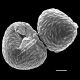 image of Saccoloma domingense