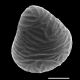 image of Saccoloma quadripinnatum