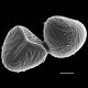 image of Saccoloma quadripinnatum
