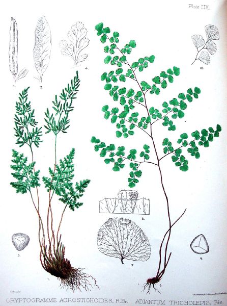 Pteridaceae Cryptogramma acrostichoides