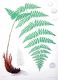 image of Dryopteris intermedia