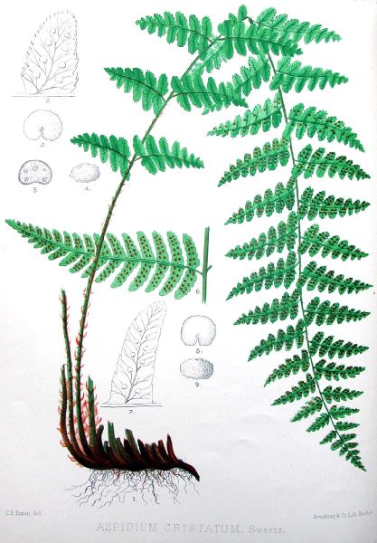 Dryopteridaceae Dryopteris cristata