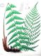image of Dryopteris ludoviciana