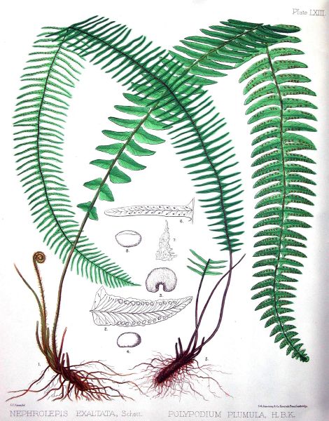 Polypodiaceae Pecluma plumula