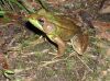 image of Rana clamitans