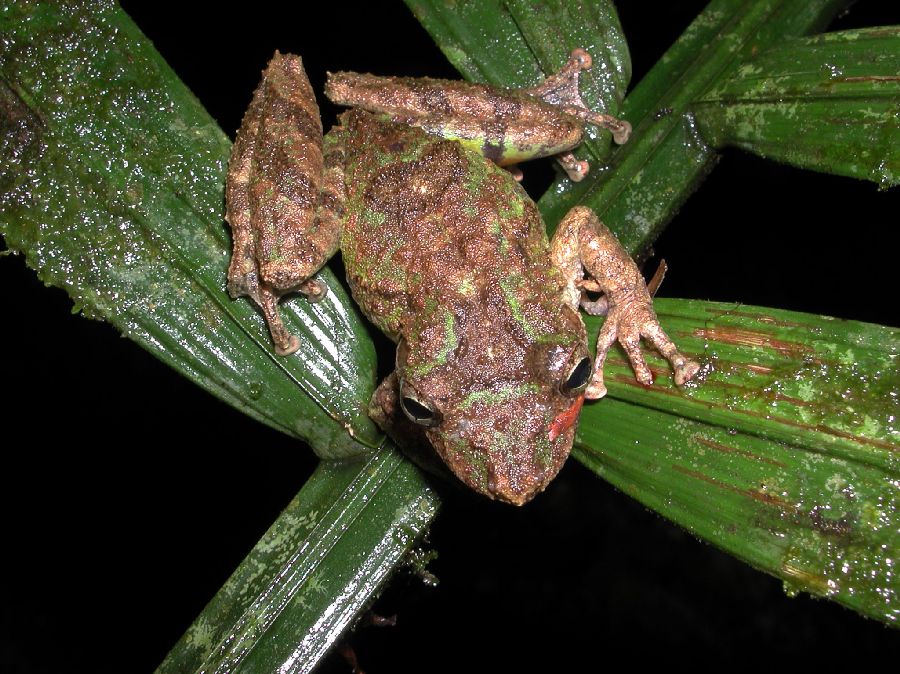  Scinax boulengeri