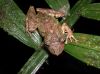 image of Scinax boulengeri