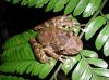 image of Scinax boulengeri