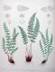 image of Woodsia 
