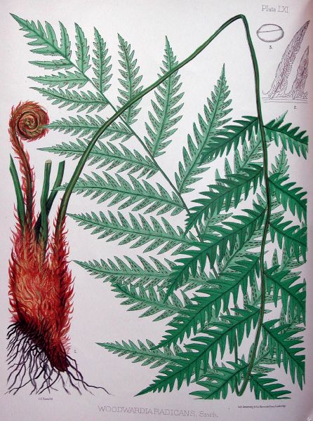 Blechnaceae Woodwardia radicans