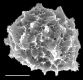 image of Elaphoglossum boudrei