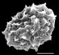 image of Elaphoglossum boudrei