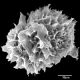 image of Elaphoglossum discolor