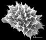 image of Elaphoglossum discolor