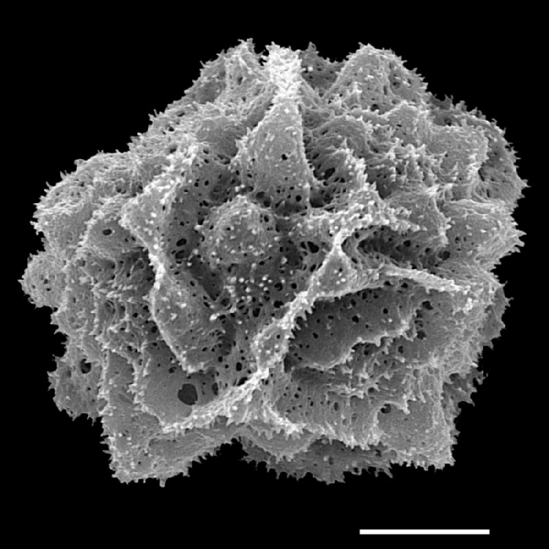 Dryopteridaceae Polystichum munitum