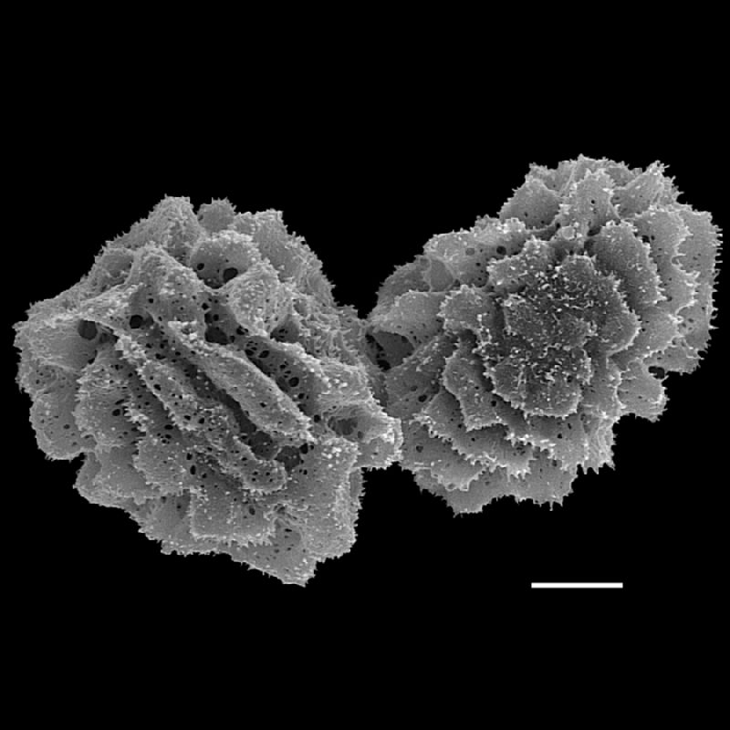 Dryopteridaceae Polystichum munitum