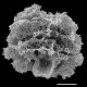 image of Polystichum setiferum