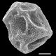 image of Anchistea virginica
