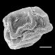 image of Anchistea virginica