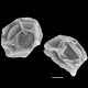 image of Anchistea virginica