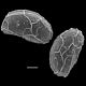 image of Lomaridium acutum