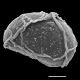 image of Lomaridium acutum
