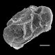 image of Lomaridium ensiforme
