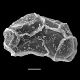image of Lomaridium ensiforme