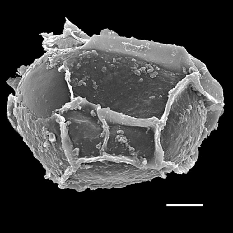 Blechnaceae Lomaridium fuscosquamosum