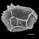 image of Lomaridium fuscosquamosum