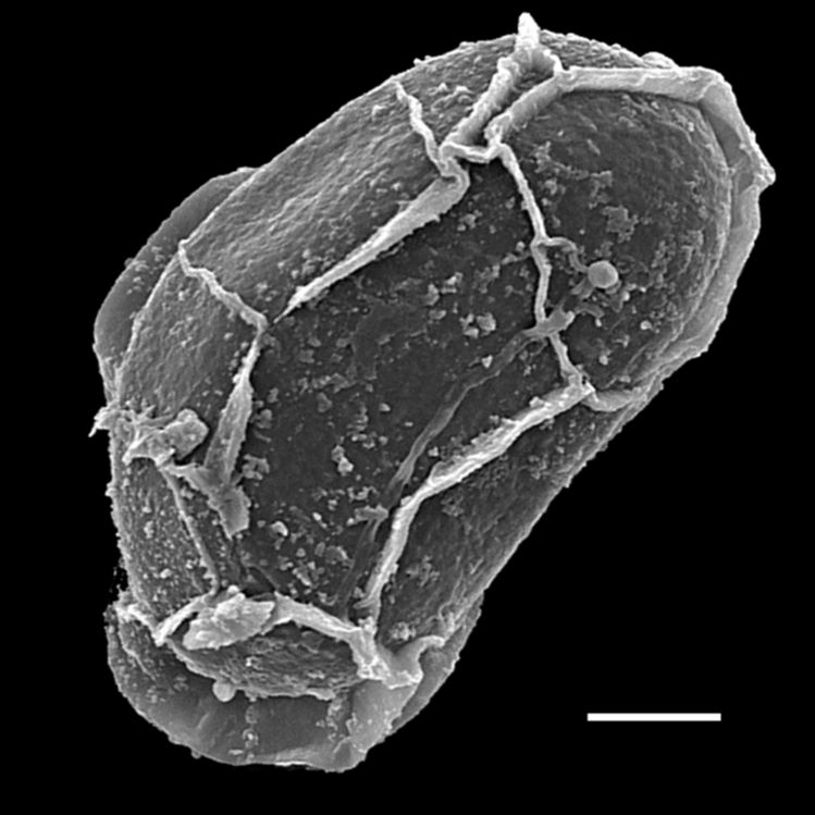 Blechnaceae Lomaridium fuscosquamosum