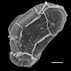 image of Lomaridium fuscosquamosum
