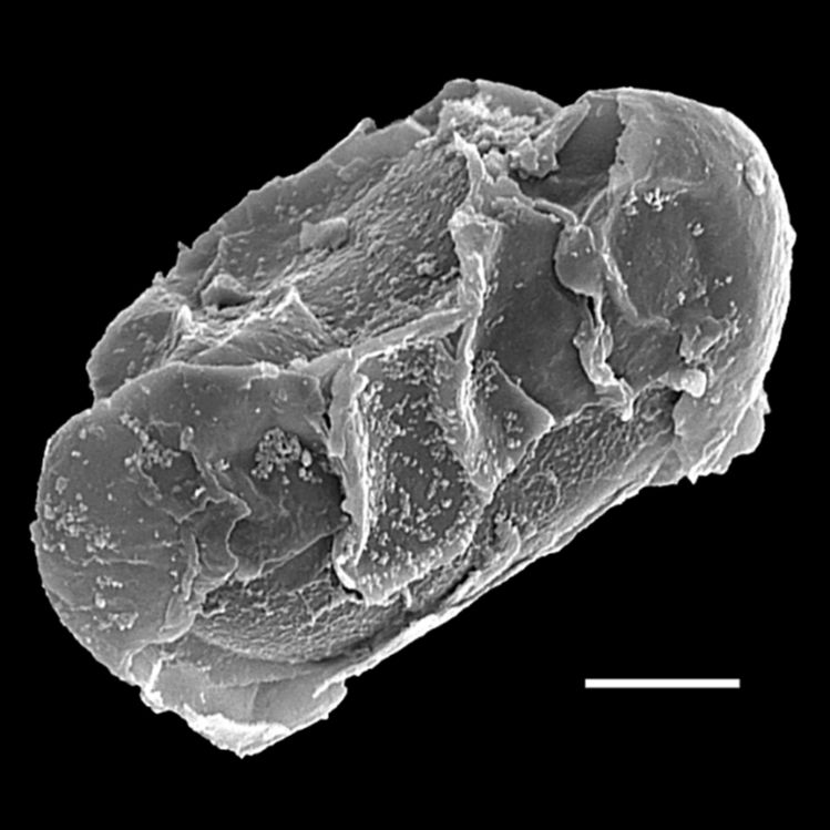 Blechnaceae Lomaridium ensiforme