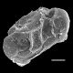 image of Lomaridium ensiforme