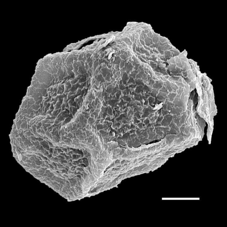 Blechnaceae Lorinseria areolata
